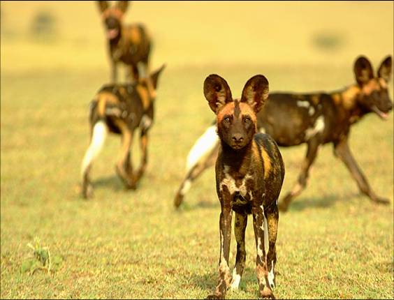 Africa Nature Animals (3)
